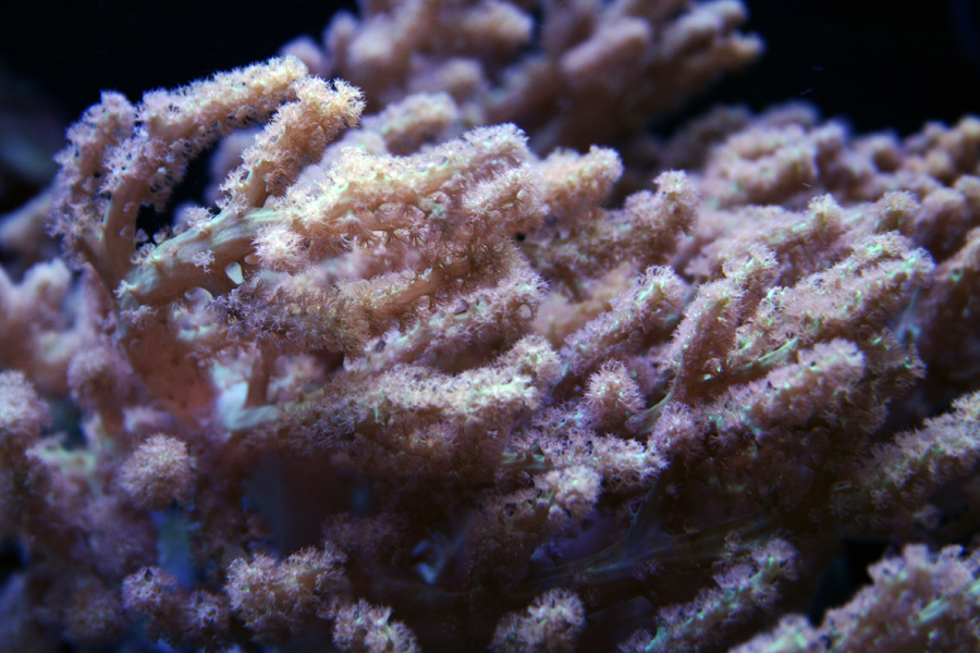 Nepthea Coral